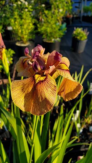 Iris x pseudata 'Yarai' - Iris from Quackin Grass Nursery