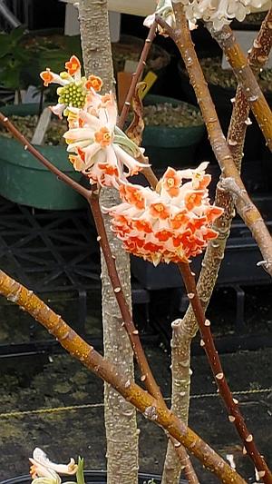 Edgeworthia chrysantha 'Akebono' - Red Dragon Oriental Paperbush from Quackin Grass Nursery