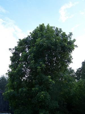 Cotinus obovatus - American Smoke Tree from Quackin Grass Nursery