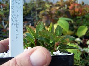 Ardisia japonica 'Angyo Pixie' - Marlberry from Quackin Grass Nursery