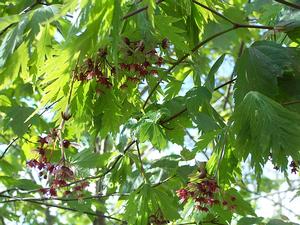 Acer japonicum 'Aconitifolium' - Full Moon Maple from Quackin Grass Nursery