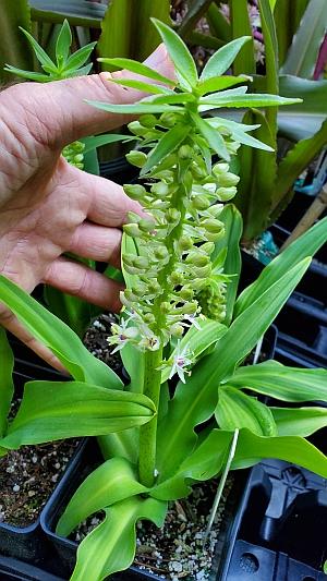 Eucomis comosa 'Peace Candles' - Pineapple Lily from Quackin Grass Nursery Eucomis comosa 'Peace Candles' - Pineapple Lily from Quackin Grass Nursery