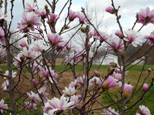 Magnolia x loebneri 'Pink Mist' - Magnolia from Quackin Grass Nursery