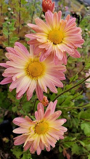 Chrysanthemum 'Andy's Pink Clouds' - Hardy Mum from Quackin Grass Nursery