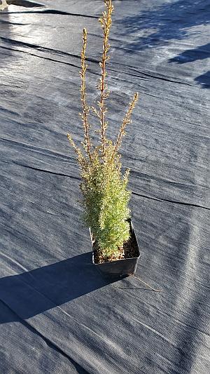 Juniperus communis 'Little Pyramid' - Common Juniper from Quackin Grass Nursery