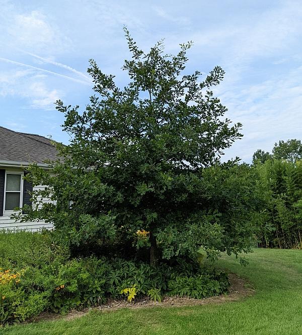 Quercus lyrata ''northern hardy'' - Overcup Oak from Quackin Grass Nursery