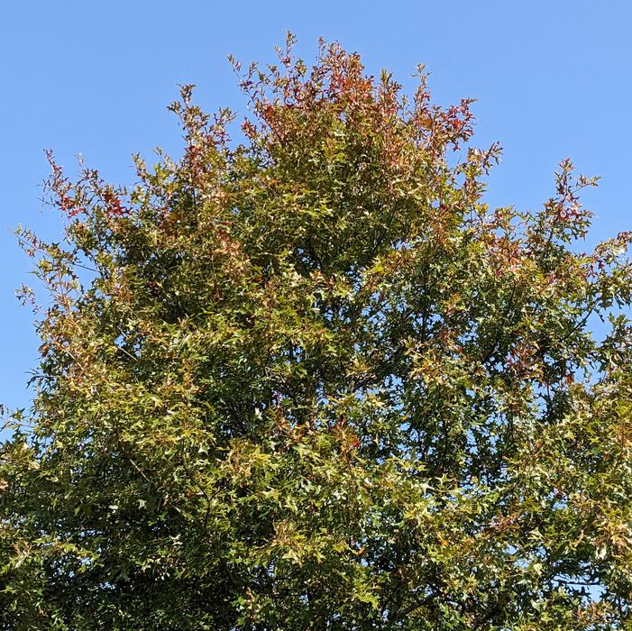 Quercus nuttallii 'Survivor' - Nuttall Oak courtesy Will Forster