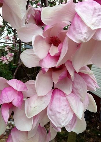 Magnolia x soulangeana 'Bauman's Pink' - Saucer Magnolia from Quackin Grass Nursery