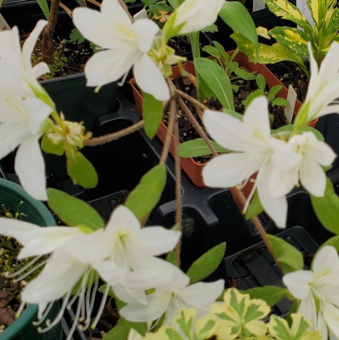 Azalea 'Koromo Shikibu White' - This is not a good pic of a young shrub but it al least provides a decent idea of how lovely it can be. Azalea 'Koromo Shikibu White' - This is not a good pic of a young shrub but it al least provides a decent idea of how lovely it can be.