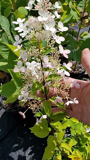 Hydrangea paniculata 'Chantilly Lace' - Panicle Hydrangea from Quackin Grass Nursery
