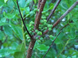 Morella (form. Myrica) pennsylvanica (FEMALE) - Northern Bayberry from Quackin Grass Nursery